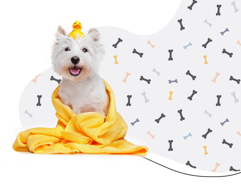 https://pawsitivepaws.com.au/wp-content/uploads/2019/08/hero_prices.png